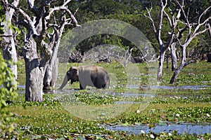 Sri Lanka: Elephant in Yala photo