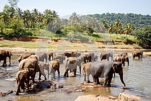 Sri Lanka: elephants in drinking and bathing in Pinnawala, Sri Lanka