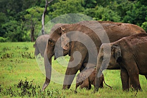 Sri Lanka: Elephants in Kaudulla