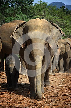Sri Lanka: Elephants of Pinnawela photo