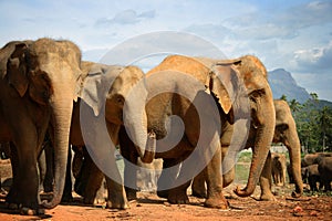 Sri Lanka: Elephants of Pinnawela photo