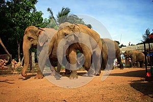 Sri Lanka: Elephants of Pinnawela photo