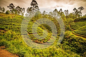 Sri Lanka: famous Ceylon highland tea fields