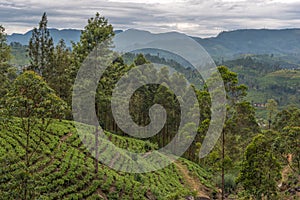 Sri Lanka: famous Ceylon highland tea fields