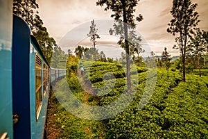 Sri Lanka: famous Ceylon highland tea fields