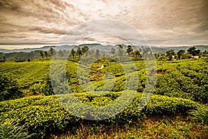Sri Lanka: famous Ceylon highland tea fields