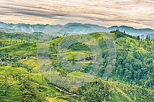 Sri Lanka: famous Ceylon highland tea fields