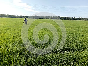 sri lanka farmer in paddyfeald