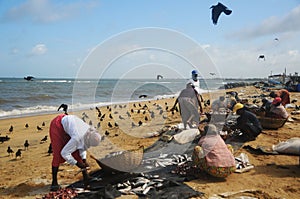 Sri Lanka fisherwomen selling fishes on the beach