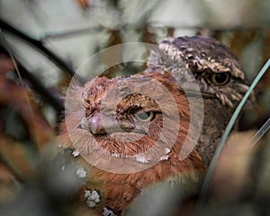 Sri Lanka frogmouth