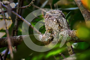 Sri Lanka Frogmouth - Batrachostomus moniliger