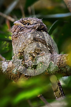 Sri Lanka Frogmouth - Batrachostomus moniliger