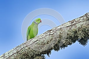 Sri Lanka green parrot. Rose-ringed Parakeet, Psittacula krameri, in nature green forest habitat, Sri Lanka. Big parrot on the