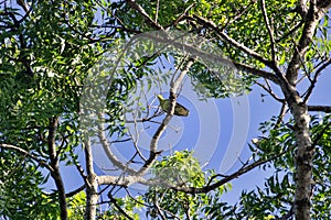 Sri Lanka Green Pigeon