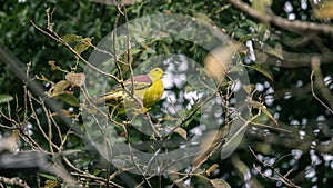 Sri Lanka green-pigeon perched in a branch with fruits around. Endemic bird in Sri Lanka