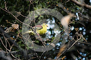 Sri Lanka green-pigeon perfect camouflaged in under the shade of a high tree bush