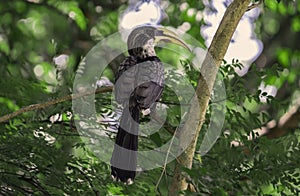 The Sri Lanka Grey Hornbill