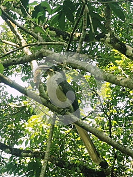 Sri Lanka Grey Hornbill