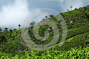 Sri Lanka - Haputale tea plantations