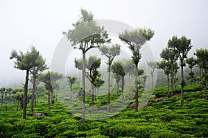 Sri lanka, Haputale tea plantations