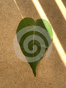 Sri Lanka Heart shaped green leaf on marble floor in sunlight