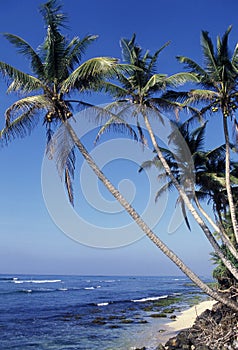 SRI LANKA HIKKADUWA BEACH photo