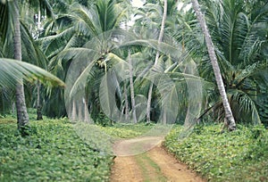 SRI LANKA HIKKADUWA COCONUT PLANTATION