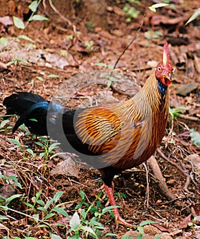 Sri Lanka Junglefowl