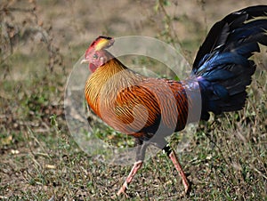 Sri Lanka Junglefowl