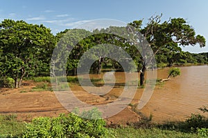 Sri Lanka lake natural ladscape with trees