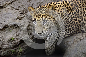 Sri Lanka Leopard