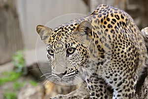 Sri Lanka Leopard