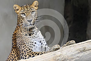 Sri Lanka Leopard