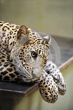 Sri Lanka Leopard