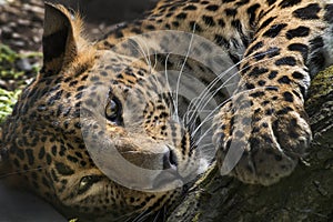 Sri Lanka Leopard