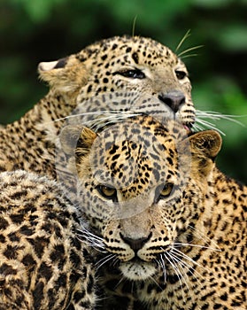 Sri Lanka Leopard