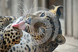 Sri Lanka Leopard Cleaning Paw Portrait