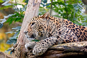 Sri Lanka Leopard, Panthera pardus kotiya photo