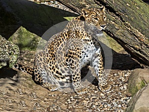Sri Lanka Leopard, Panthera pardus kotiya, is threatened with extinction