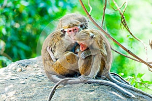Sri Lanka monkey sitting on the tree