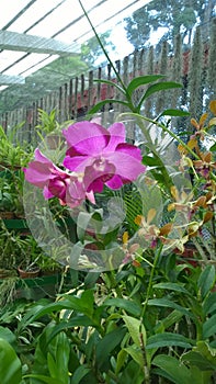 Beautiful orchid flowers sri lanka 01 photo