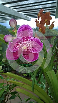 Beautiful orchid flowers sri lanka 01 photo