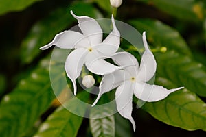 Sri Lanka national flowers - the white Wathusudu Flower or Jasmin Saman Pichcha with bokeh green background. It is a popular pla