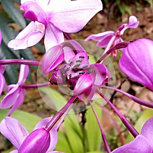 sri lanka natural beautiful pilk colous animals a flowers in sri lanka