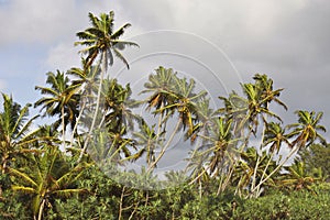 Sri Lanka: Palm trees on a beach