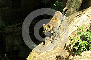 Sri Lanka Panther, Panthera pardus kotiya, predator cat