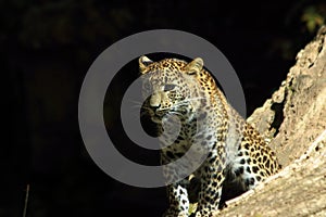 Sri Lanka Panther, Panthera pardus kotiya, predator cat