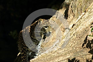 Sri Lanka Panther, Panthera pardus kotiya, predator cat