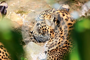 Sri Lanka Panther, Panthera pardus kotiya, predator cat