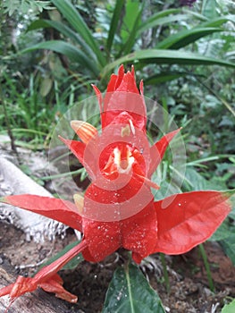 sri lanka paper eght red flower